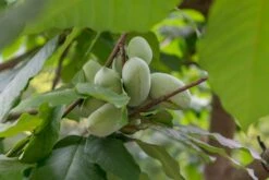 Pawpaw (Asimina Triloba) -OL Planten Winkel papr00961