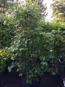 Perzisch Ijzerhout (Parrotia Persica 'Vanessa') -OL Planten Winkel parrotia 250 300 c130