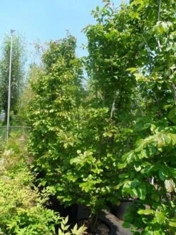 Perzisch Ijzerhout (Parrotia Persica 'Vanessa') -OL Planten Winkel parrotia persica 200 250 300 c50