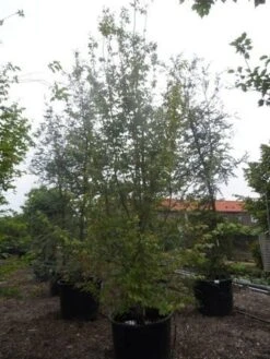 Perzisch Ijzerhout (Parrotia Persica 'Vanessa') -OL Planten Winkel parrotia persica 350 400 500 c500