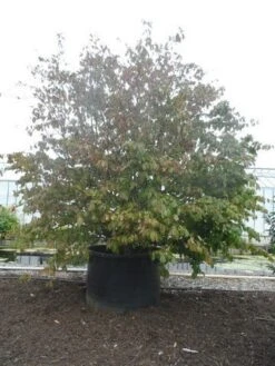 Perzisch Ijzerhout (Parrotia Persica 'Vanessa') -OL Planten Winkel parrotia persica c1500 solitair extra