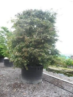 Perzisch Ijzerhout (Parrotia Persica 'Vanessa') -OL Planten Winkel parrotia persica c1500 solitair extra 2