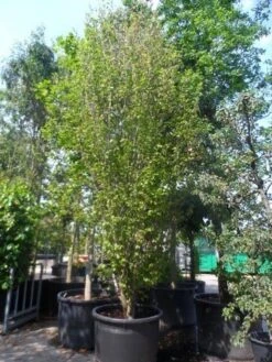 Perzisch Ijzerhout (Parrotia Persica 'Vanessa') -OL Planten Winkel parrotia persica vanessa 400 500 600 c500