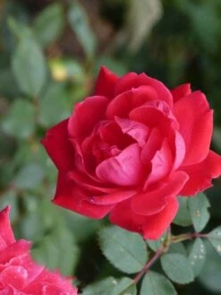 Klimroos (Rosa 'Paul's Scarlet Climber') -OL Planten Winkel paulsscarletclimber