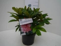Rhododendron (Rhododendron 'Percy Wiseman') -OL Planten Winkel percy wiseman c2 voor 1
