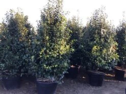 Camelia (Camellia Japonica ‘Perfection White’) 9 Camelia (Camellia Japonica ‘Perfection White’) -OL Planten Winkel perfectionwhite200cm