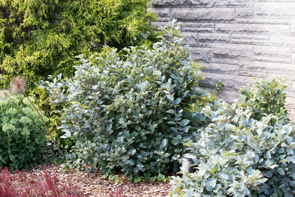 Flessenborstelstruik (Fothergilla Intermedia 'Blue Shadow') 4 Flessenborstelstruik (Fothergilla Intermedia 'Blue Shadow') - Afbeelding 2