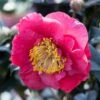 Camelia (Camellia Japonica 'R.L. Wheeler') -OL Planten Winkel phbe02149 2