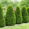 Thuja (Thuja Occidentalis 'Pyramidalis Compacta') -OL Planten Winkel phbe06005 1