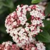Groenblijvende Sneeuwbal (Viburnum Tinus 'Eve Price') -OL Planten Winkel phbe06702 2