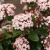 Sneeuwbal (Viburnum Tinus 'Lisa Rose') -OL Planten Winkel phbe06704