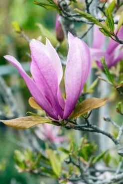 Meerstammige Beverboom (Magnolia 'Susan') 7 Meerstammige Beverboom (Magnolia 'Susan') -OL Planten Winkel phbe06930