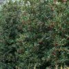 Amerikaanse Hulst (Ilex 'Nellie R Stevens') -OL Planten Winkel phbe08301 1