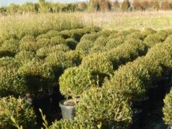 Steenlinde Als Bol (Phillyrea Angustifolia) -OL Planten Winkel phillyrea angustifolia 1 1