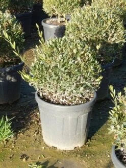 Steenlinde Als Bol (Phillyrea Angustifolia) -OL Planten Winkel phillyrea angustifolia 2 2