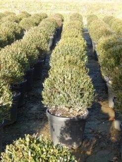 Steenlinde Als Bol (Phillyrea Angustifolia) -OL Planten Winkel phillyrea angustifolia 3 2