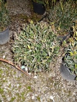 Steenlinde Als Bol (Phillyrea Angustifolia) -OL Planten Winkel phillyrea angustifolia bol 2