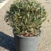 Steenlinde Als Bol (Phillyrea Angustifolia) -OL Planten Winkel phillyrea angustifolia bol 2