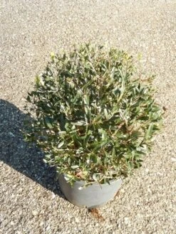 Steenlinde Als Bol (Phillyrea Angustifolia) -OL Planten Winkel phillyrea angustifolia bol 3