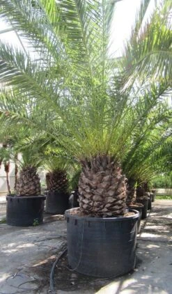 Canarische Dadelpalm (Phoenix Canariensis) 21 Canarische Dadelpalm (Phoenix Canariensis) -OL Planten Winkel phoenix canariensi