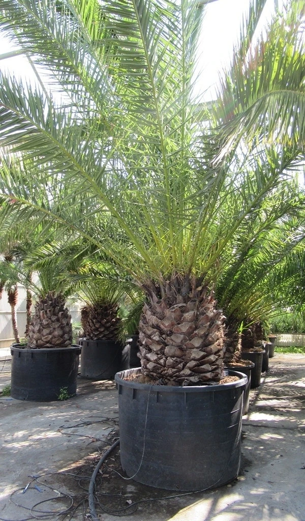 Canarische Dadelpalm (Phoenix Canariensis) 10 Canarische Dadelpalm (Phoenix Canariensis) - Afbeelding 8