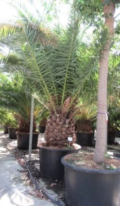 Canarische Dadelpalm (Phoenix Canariensis) 20 Canarische Dadelpalm (Phoenix Canariensis) -OL Planten Winkel phoenix canariensi 2