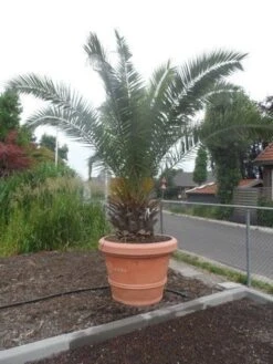 Canarische Dadelpalm (Phoenix Canariensis) 18 Canarische Dadelpalm (Phoenix Canariensis) -OL Planten Winkel phoenix canariensis 250 300 c500 solitair