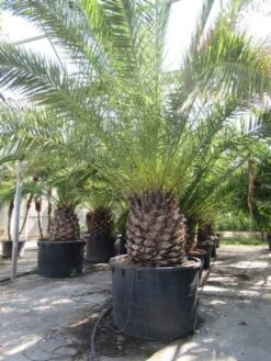 Canarische Dadelpalm (Phoenix Canariensis) 22 Canarische Dadelpalm (Phoenix Canariensis) -OL Planten Winkel phoenix canariensis 2
