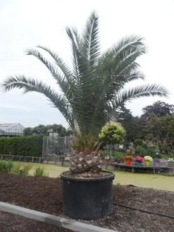 Canarische Dadelpalm (Phoenix Canariensis) 19 Canarische Dadelpalm (Phoenix Canariensis) -OL Planten Winkel phoenix canariensis 350 400 c1000 solitair