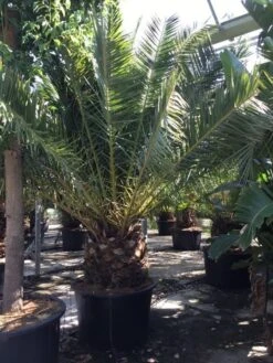 Canarische Dadelpalm (Phoenix Canariensis) 25 Canarische Dadelpalm (Phoenix Canariensis) -OL Planten Winkel phoenix canariensis 350400cm