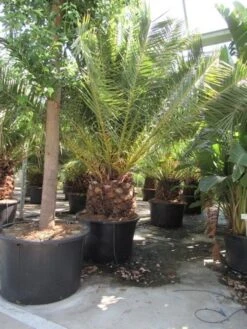Canarische Dadelpalm (Phoenix Canariensis) 23 Canarische Dadelpalm (Phoenix Canariensis) -OL Planten Winkel phoenix canariensis 3