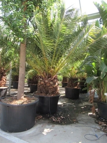Canarische Dadelpalm (Phoenix Canariensis) 12 Canarische Dadelpalm (Phoenix Canariensis) - Afbeelding 10