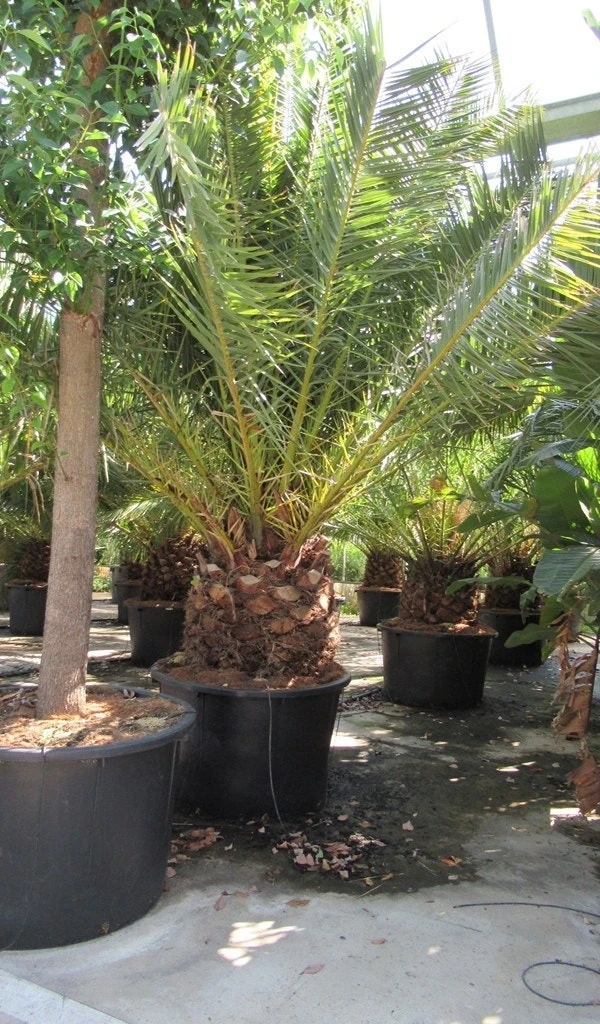 Canarische Dadelpalm (Phoenix Canariensis) 13 Canarische Dadelpalm (Phoenix Canariensis) - Afbeelding 11