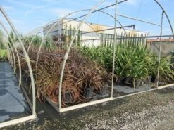 Nieuw Zeelands Vlas (Phormium Tenax 'Purpureum') -OL Planten Winkel phormium 1