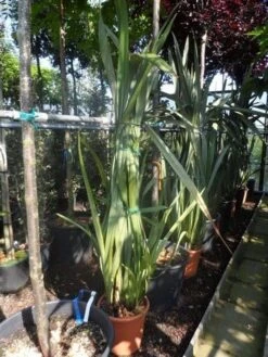 Nieuw Zeelands Vlas (Phormium Tenax) 7 Nieuw Zeelands Vlas (Phormium Tenax) -OL Planten Winkel phormium tenax 150 175 c25