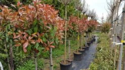 Glansmispel Op Stam (Photinia Fraseri 'Red Robin') -OL Planten Winkel photinia
