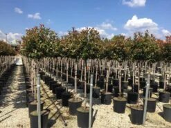 Glansmispel Op Stam (Photinia Fraseri 'Red Robin') -OL Planten Winkel photinia 120 140cm stam 1