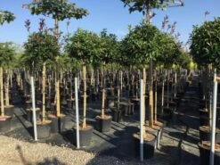 Glansmispel Op Stam (Photinia Fraseri 'Red Robin') -OL Planten Winkel photinia 120 140cm stam 2