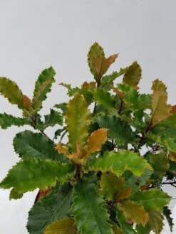 Glansmispel (Photinia Serratifolia ‘Crunchy’) -OL Planten Winkel photinia fraseri crunchy week 22 detail 1600x1200