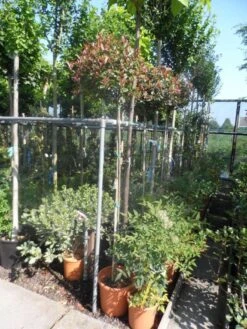 Glansmispel Op Stam (Photinia Fraseri 'Little Red Robin') -OL Planten Winkel photinia fraseri little red robin 150stam c20 1