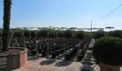 Glansmispel Op Stam (Photinia Fraseri 'Little Red Robin') 9 Glansmispel Op Stam (Photinia Fraseri 'Little Red Robin') -OL Planten Winkel photinia fraseri little red robin halfstam