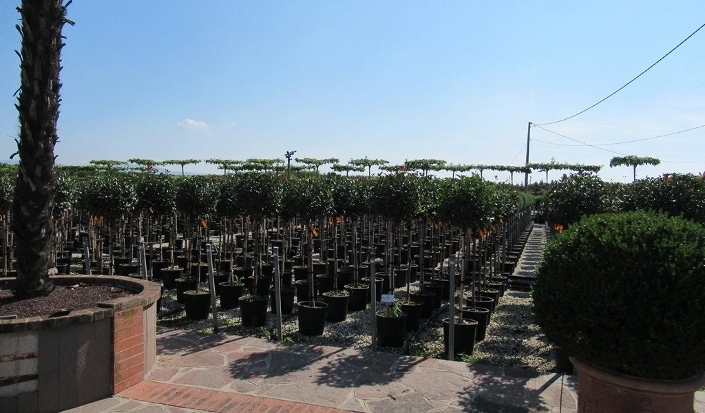 Glansmispel Op Stam (Photinia Fraseri 'Little Red Robin') 6 Glansmispel Op Stam (Photinia Fraseri 'Little Red Robin') - Afbeelding 4