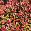 Glansmispel (Photinia Fraseri 'Mandarino') -OL Planten Winkel photinia fraseri mandarino 2