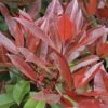Glansmispel Als Leivorm (Photinia Fraseri 'Red Robin') -OL Planten Winkel photinia fraseri red robin01 3 1