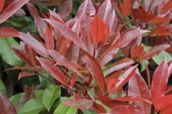 Glansmispel, Pyramide (Photinia Fraseri 'Red Robin' ) -OL Planten Winkel photinia fraseri red robin01 5