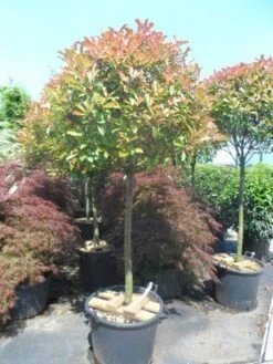 Glansmispel Op Stam (Photinia Fraseri 'Red Robin') -OL Planten Winkel photinia fraseri red robin 100 120stam c110 extra