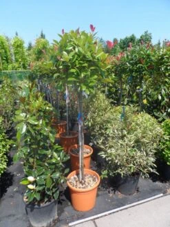 Glansmispel Op Stam (Photinia Fraseri 'Red Robin') -OL Planten Winkel photinia fraseri red robin 100stam c20