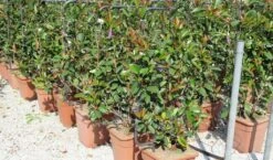 Glansmispel Als Leivorm (Photinia Fraseri 'Red Robin') -OL Planten Winkel photinia fraseri red robin 52x110 leivorm 2 2