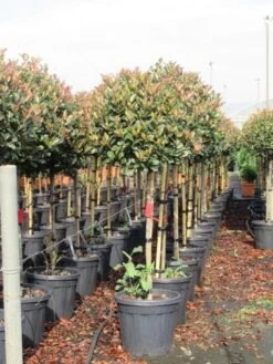 Glansmispel Op Stam (Photinia Fraseri 'Red Robin') -OL Planten Winkel photinia fraseri red robin halfstam 6