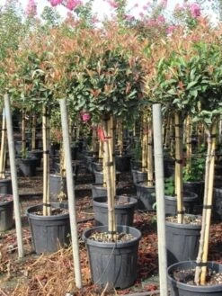 Glansmispel Op Stam (Photinia Fraseri 'Red Robin') -OL Planten Winkel photinia fraseri red robin halfstam 7